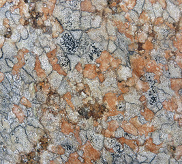 Krustenflechten auf Fels - crustose lichen on stone