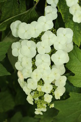 White "Oakleaf Hydrangea" flowers (or Oak-leaved Hydrangea) in St. Gallen, Switzerland. Its Latin name is Hydrangea Quercifolia, native to United States of America.