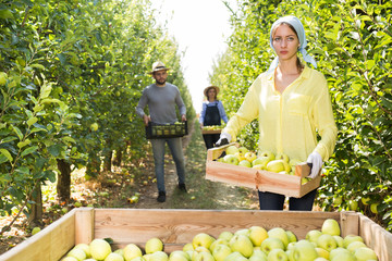 Obraz premium Woman holding box with picked apples