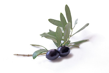 Branch of black olives on a white background.