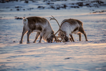 Renifery na Spitsbergenie © blackspeed