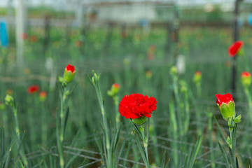 Plantation of flowers carnations in greenhouse