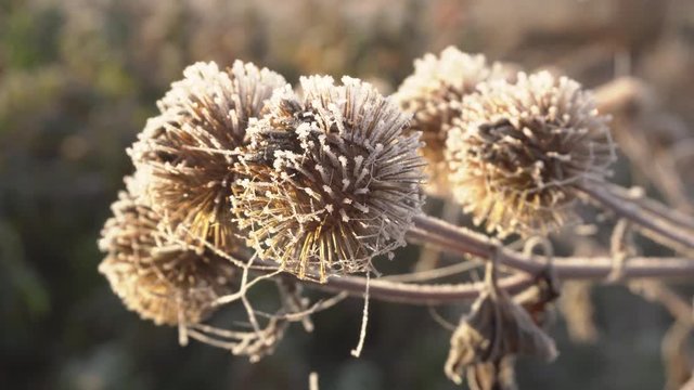 Frost On The Seeds Of Thistle