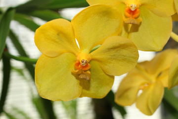 Yellow "Ascocenda Orchid" flowers (abbreviated as Ascda) in St. Gallen, Switzerland. It is a hybrid of Ascocentrum and Vanda.