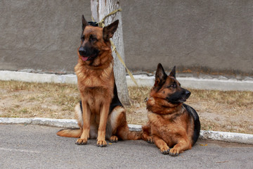 Two dogs breed German Shepherd