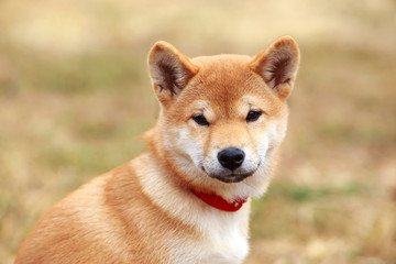 Puppy breed Shiba Inu