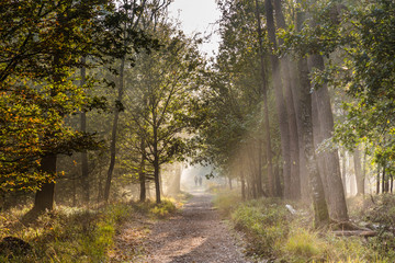 Walking in Nature reserve Planken Wambuis at the Veluwe in Gelderland in the Netherlands during autumn