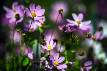 Fototapeta premium FLEURS DES ALPES