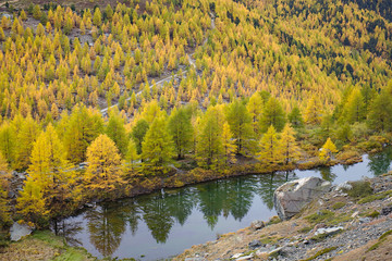 Yellow and orange colored Larch forest in autumn next to lake.