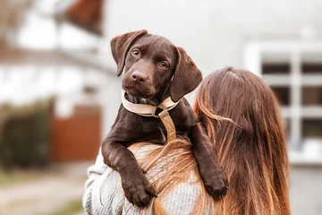 Foto op Plexiglas Puppy labrador © murphy2008