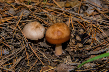Mushroom Rhodocollybia butyracea. Two young mushrooms Rhodocollybia butyracea and pine cone in a coniferous forest close-up. Soft selective focus.