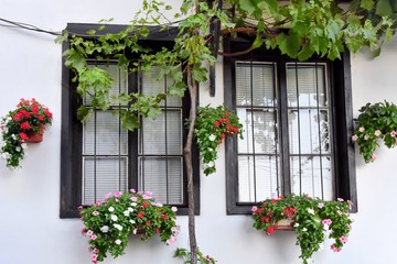 Fototapeta na wymiar Beautiful windows decorated with flowers. Wooden window with flower pots. The facade of white house with windows twined with grapes. Building decorated with flower pots and blooming flowers.