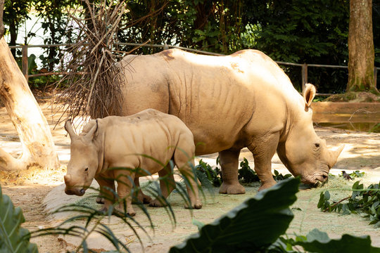 White Rhino Baby