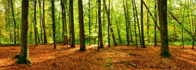 Fototapete Panorama of a bright forest with big trees, a lot of autumn leaves on the forest floor and sunlight in the background © Günter Albers