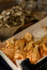 Chanterelle mushrooms in a basket at the market. Autumn harvest.