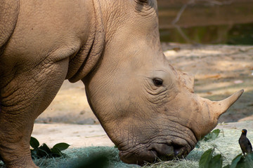 Obraz premium Portrait of an endangered white rhino shot in Singapore Zoo in day time which sunlight