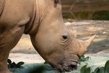 Naklejka premium Portrait of an endangered white rhino shot in Singapore Zoo in day time which sunlight
