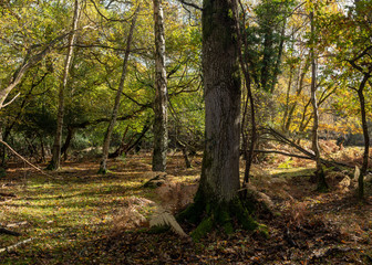 Autumn in the new forest, hampshire