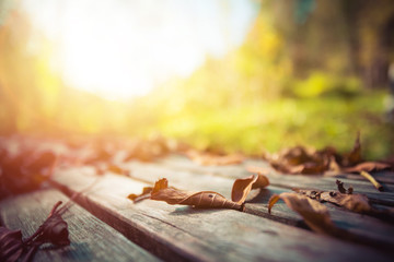 Autumn time: Beautiful colorful leaf lying on a park bank, fall concept with copy space