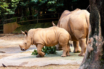 Naklejka premium endangered baby white rhino with mother shot in Singapore Zoo in day time which sunlight