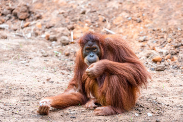 Naklejka premium An orangutan female sits outdoors and looks at the camera.