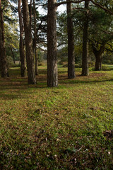 Naklejka premium Autumn in the new forest, hampshire
