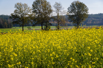 Wzgórza Sokólskie, Tradycyjna architektura drewniana, Krzyże i kapliczki © podlaski49