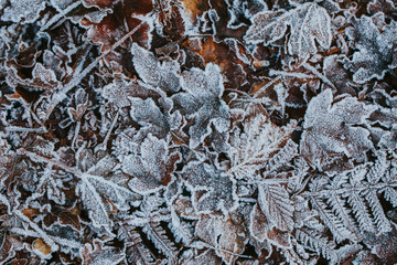 Frozen leaves on the ground. First signs of winter. 