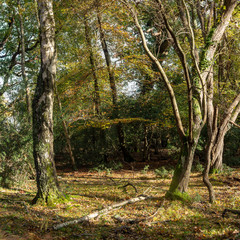 Autumn in the new forest, hampshire