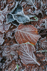 Frozen leaves on the ground. First signs of winter. 