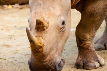 Obraz premium Portrait of an endangered white rhino shot in Singapore Zoo in day time which sunlight