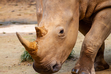 Portrait of an endangered white rhino shot in Singapore Zoo in day time which sunlight © mktuteja