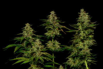 Ripened French cookies variety of marijuna with black background