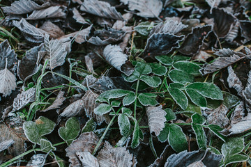Frozen leaves on the ground. First signs of winter. 
