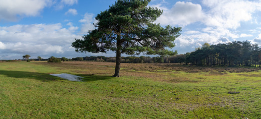 Autumn in the new forest, hampshire