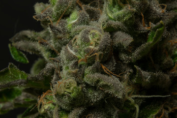 Macro detail of ripened French cookies variety of marijuana with green leafs