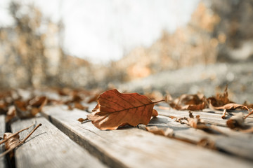 Autumn time: Beautiful colorful leaf lying on a park bank, fall concept with copy space