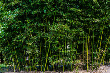 Fototapeta na wymiar Juicy and bright green bamboo