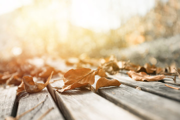 Autumn time: Beautiful colorful leaf lying on a park bank, fall concept with copy space