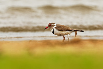 Three-banded Plover - Charadrius tricollaris small wader, resident in much of eastern and southern Africa and Madagascar, inland rivers, pools, and lakes. Red eye