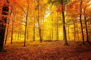 Kräftige Herbstfarben im alten Buchenwald mit hohen Bäumen
