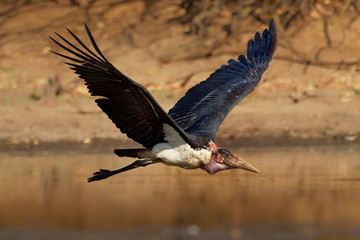 Marabou Stork - Leptoptilos crumeniferus large wading bird in the stork family Ciconiidae, breeds in Africa south of the Sahara, sometimes called the undertaker bird