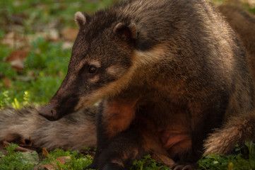 Coati, chutes d'Iguazu