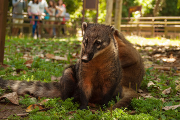 Fototapeta premium Coati, chutes d'Iguazu