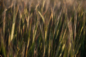 field of wheat