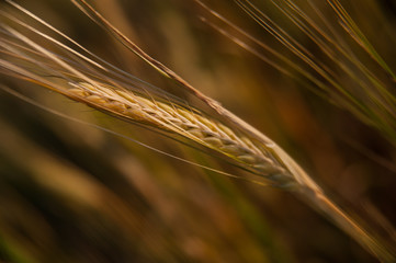 wheat grain