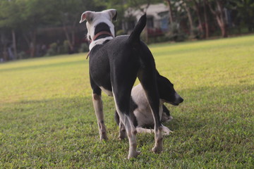 two dogs playing in park
