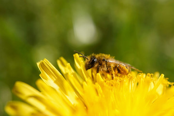 Insekt - Biene