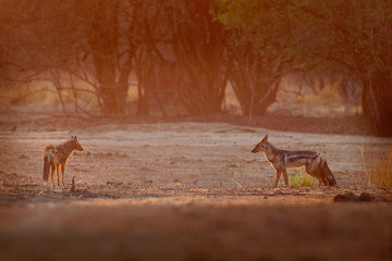 Side-striped Jackal - Canis adustus species of jackal, native to eastern and southern Africa, primarily dwells in woodland and scrub areas, related to dogs