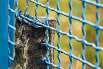 close-up part of tree grown into mesh fence.